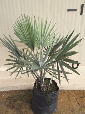 Bismarkia Palm