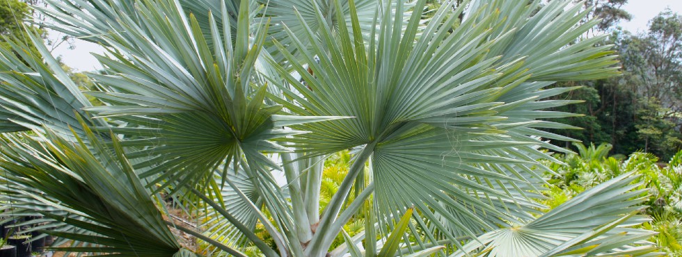 bismarkia palm