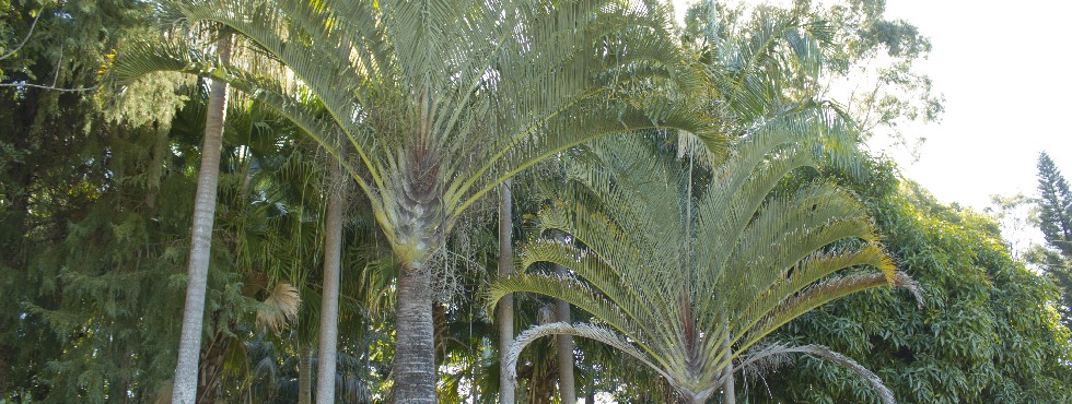 triangle palms