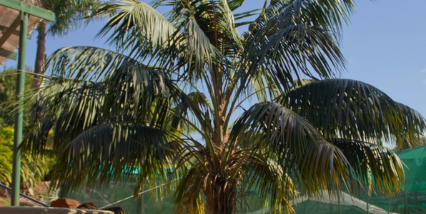 kentia palm outdoors