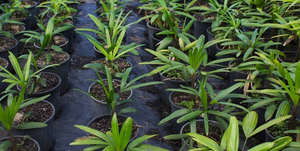 A guide to potting, planting and caring for your palm tree