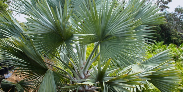 Exotic Small And Dangerous Palms Palms Online Australia